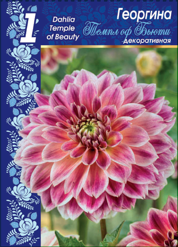 Георгина Темпл оф Бьюти 1 шт 